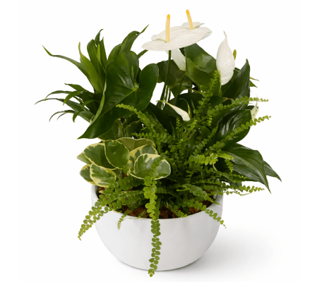 Serene Tropics Planter