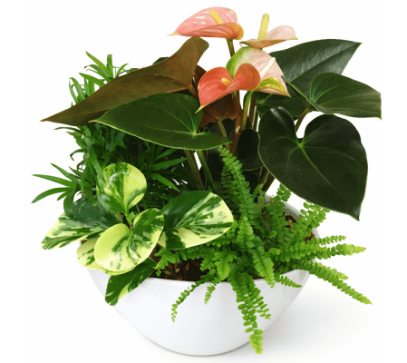 Large Anthurium Boat Planter