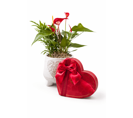 Chocolates and Blooms