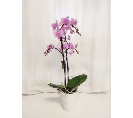 Lavender Phalaenopsis Orchid