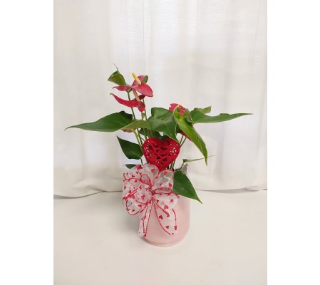 Romantic Pink Anthurium 'Heartfelt Blooms' Edition