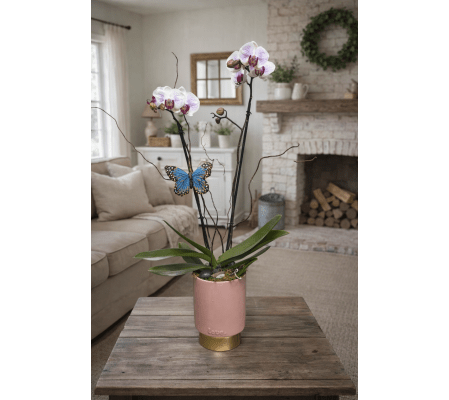 Hearts Aflutter Orchid