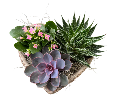  Valentine Heart Succulent Planter 