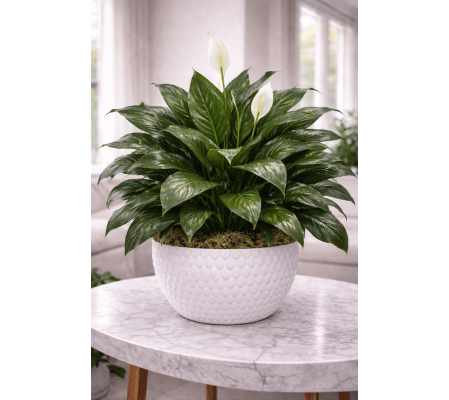 Peaceful Lily Embrace