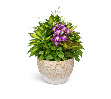 Peace & Purple Harmony