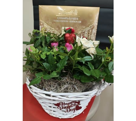 VALENTINES ROSE GARDEN WITH CHOCOLATES