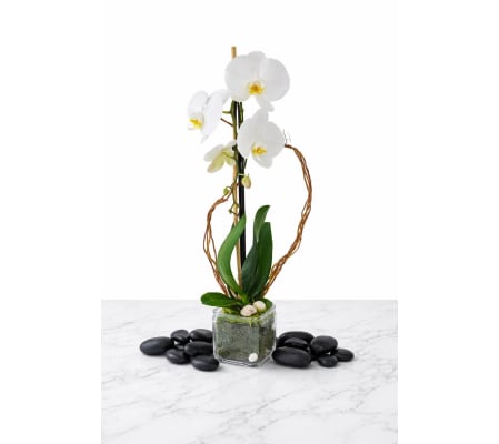 White Phalaenopsis Plant 