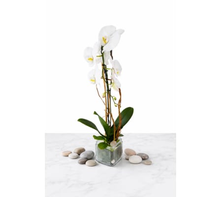 Phalaenopsis White Plant