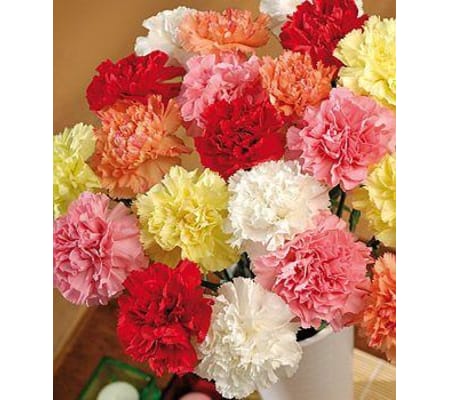 Dozen Assorted Carnations Wrapped ( NO VASE)