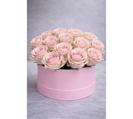 Light Pink roses in box