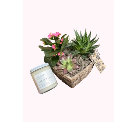 Blooming Succulent Garden & Candle Gift