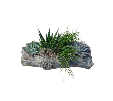 Rustic Succulent Garden