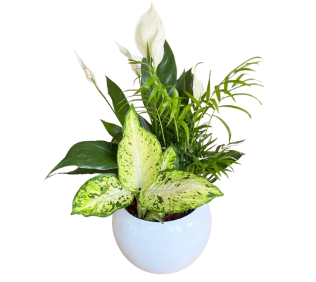 Peace Lily in white Planter