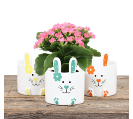 Bunny with Kalanchoe Plant 2.25
