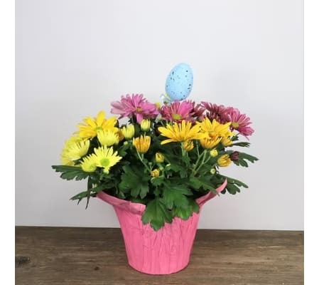 Easter Egg Mum Potted 6