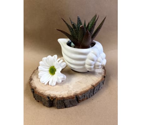 Succulent plant - Conch Shell