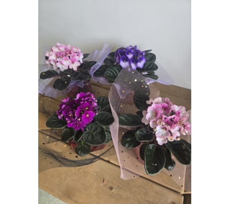 Potted African Violet