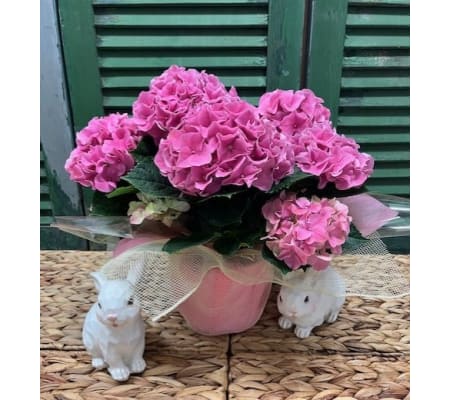 Easter/Spring Hydrangea Plant