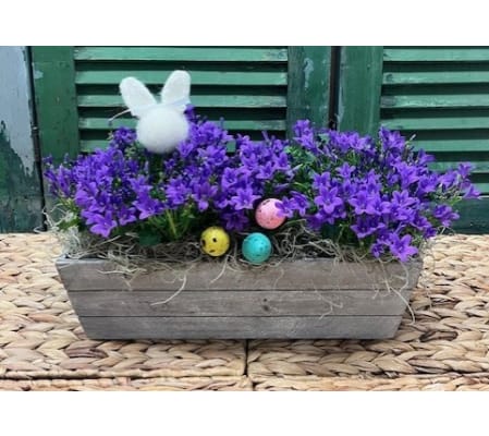 Spring/Easter Campanula Plant Rustic Garden Trug