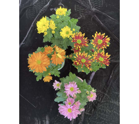 Daisies Plant Assorted