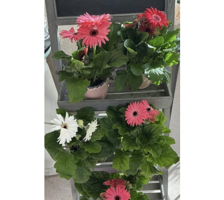 Gerbera Daisy Plant Assorted 