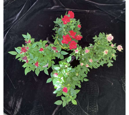Roses Plant Assorted 