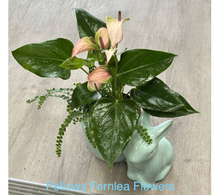 Fernlea Junior Rabbit