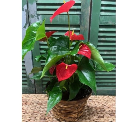 Potted Anthurium in Basket