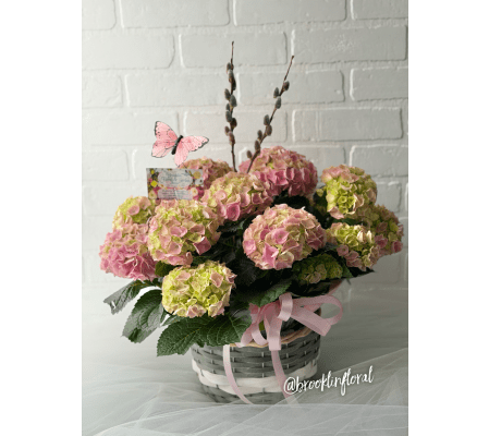 6” Pink Hydrangea Plant