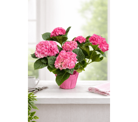 Pink Hydrangea Plant
