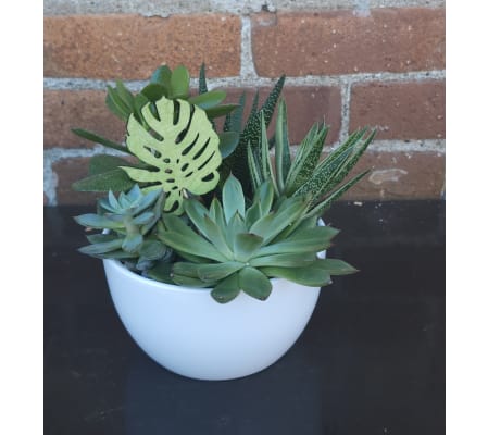 'By Design' Mini Succulent Bowl