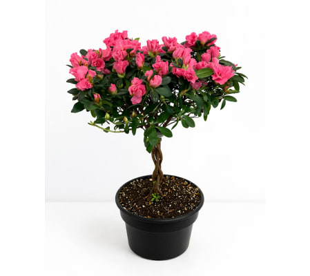 Azalea Tree in Premium Growers Pot