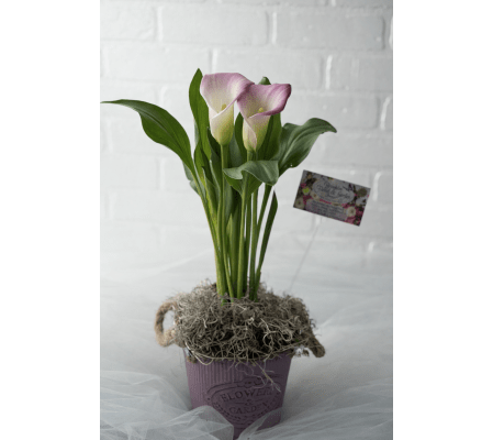 Pink Calla Lily