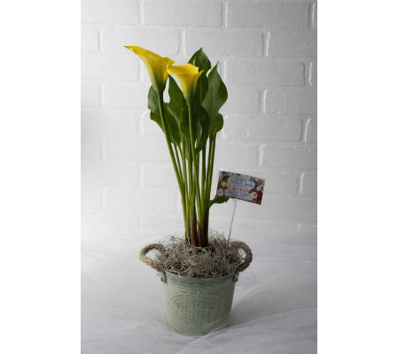 Yellow Calla Lily