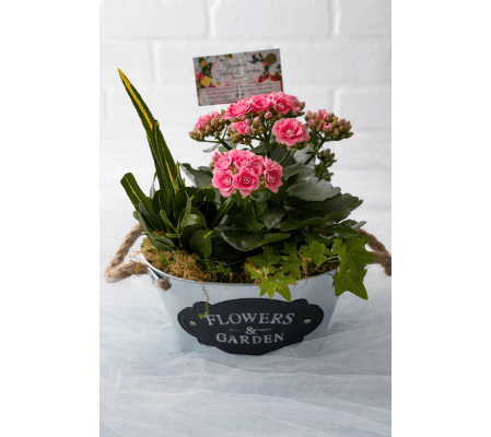 Little Garden of Joy