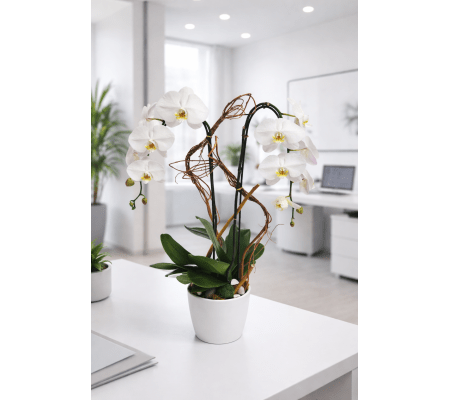 White Orchid Splendor  
