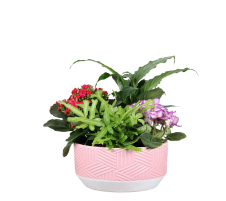 Dish Garden Of Mixed Plants