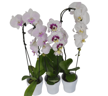 Indoor Cascading Phalaenopsis Orchid