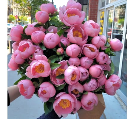 Pink Peony Embrace