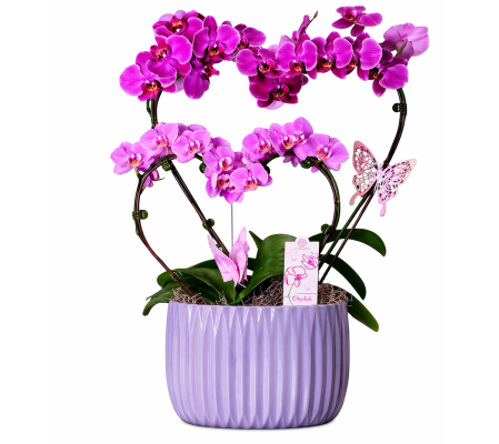 Blooming Duo Orchid