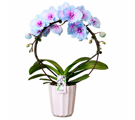 You're a Gem Orchid Planter
