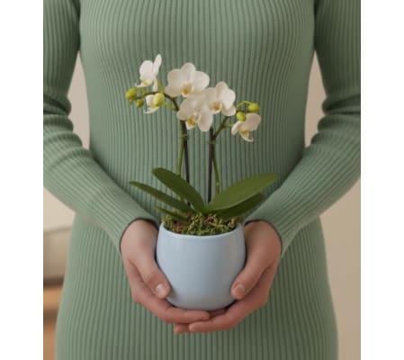 Mini Orchid