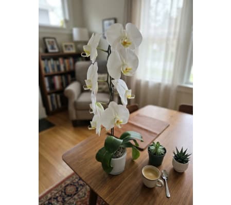 Waterfall Orchid