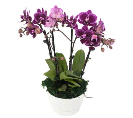 Cancun Double Orchid Planter