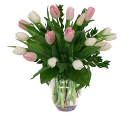 Pink and White Tulip Delight