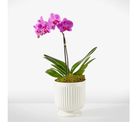 Blooming Orchid Plant