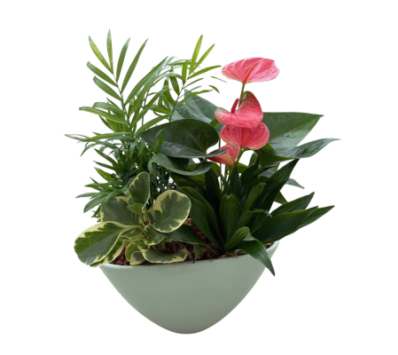 Pastel Anthurium Tropical Planter