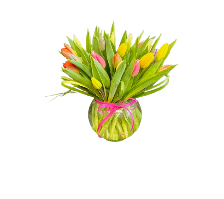 Blooming Tulip Joy 