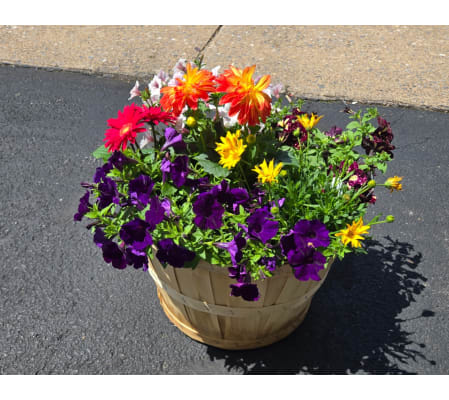 Bushel Basket of annuals