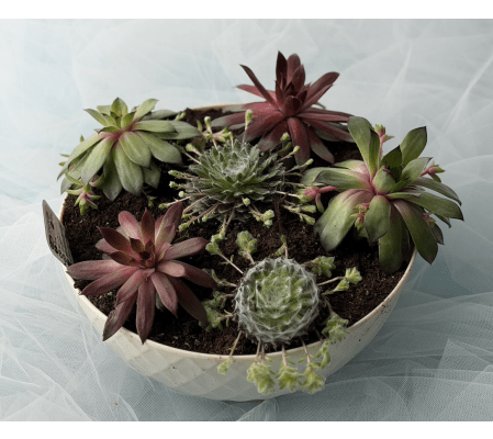 The Happy Succulent Garden
